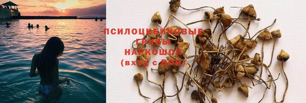 прущие грибы Бугульма